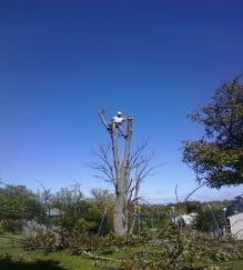 extra mile tree service in Lexington, Nicholasville and Versailles
