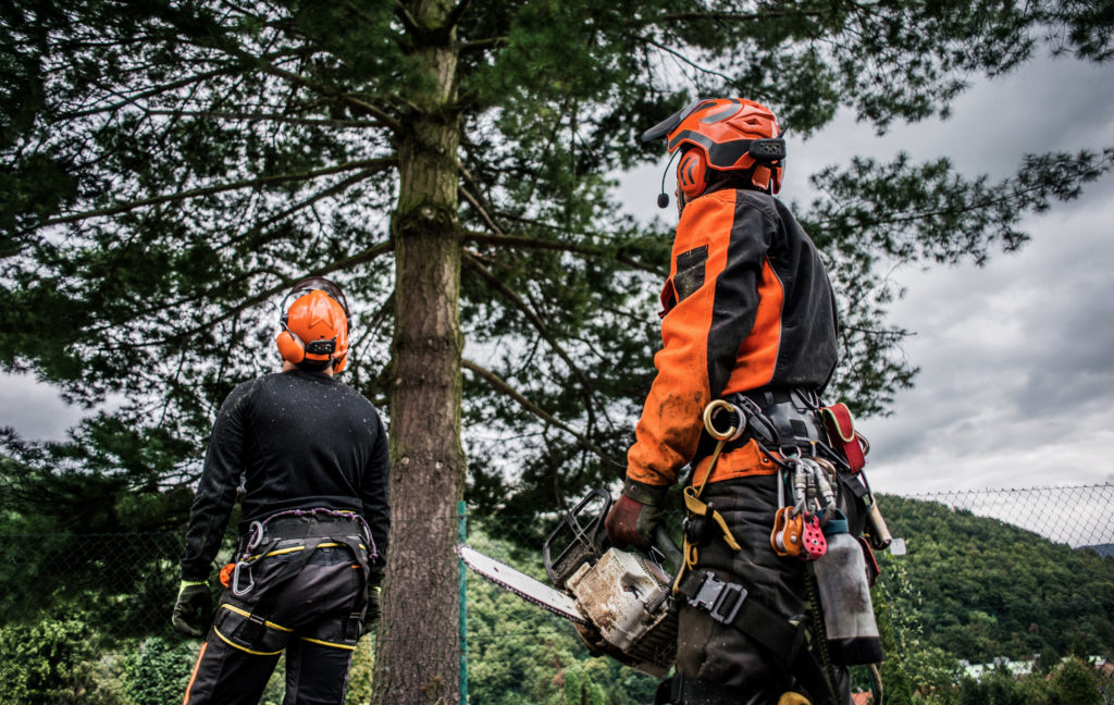 Tree Service Nicholasville KY