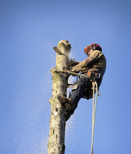 Guy Cutting a Tree - Tree Service in Lexington Ky.